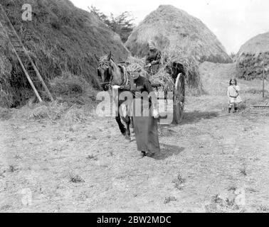 Donne assistere un contadino Norfolk con gli Hays. 1914-1918 Foto Stock