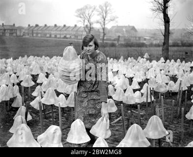 Cappello di Panama che fa a i signori I. Cambi's a Boreham Wood , Elstree . Raccogliere cappelli che sono stati sbiancati dal sole . 24 marzo 1923 Foto Stock