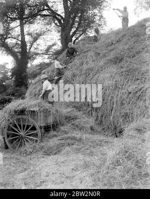 Donne assistere un contadino Norfolk con gli Hays. 1914-1918 Foto Stock