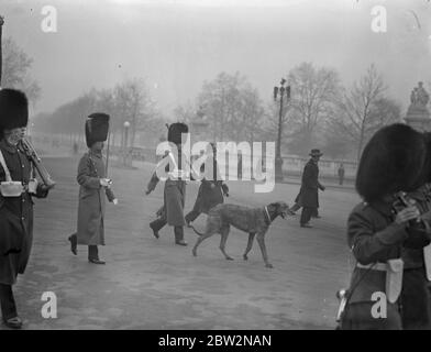 Irish Guards Mascot salta dalla macchina per seguire i colori. Quando le guardie irlandesi lasciarono Buckingham Palace dopo speciali doveri, il loro cane mascotte , che veniva guidato , il passato sentì il suono della band e salì dalla vettura in cui stava guidando e seguì i colori . La mascotte del cane che guidò il reggimento mentre usciva dal palazzo . 23 febbraio 1932 30s, 30s, 30s, 30s, 30s, trents, 19,trents Foto Stock