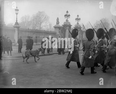 Irish Guards Mascot salta dalla macchina per seguire i colori. Quando le guardie irlandesi lasciarono Buckingham Palace dopo speciali doveri, il loro cane mascotte , che veniva guidato , il passato sentì il suono della band e salì dalla vettura in cui stava guidando e seguì i colori . La mascotte del cane che guidò il reggimento mentre usciva dal palazzo . 23 febbraio 1932 30s, 30s, 30s, 30s, 30s, trents, 19,trents Foto Stock