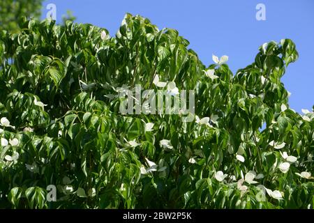 rami di albero di dogwood cinese o coreano di fronte al cielo azzurro in primavera Foto Stock