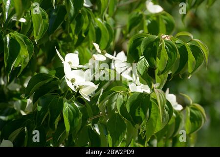 primo piano di cornus kousa chiamato anche dogwood giapponese in fiore Foto Stock