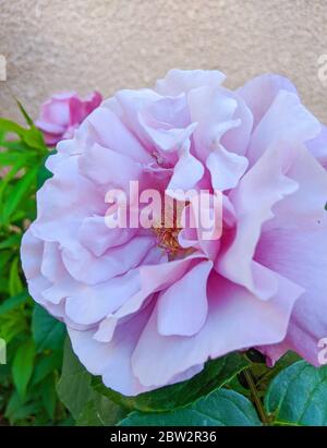 Bella insolitamente lilla colore rosa su una macchia verde. Foto Stock