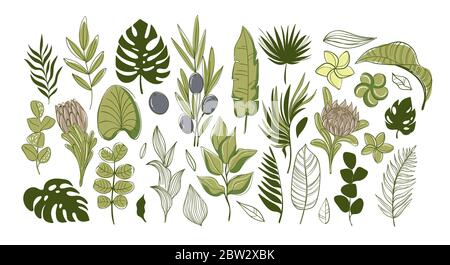 Grande set di foglie verdi tropicali e fiori. Illustrazione Vettoriale