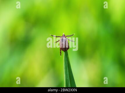 Tick marrone si siede su lama verde di erba gambo in primavera foresta. Dermacentor marginatus o zecche di pecora ornate strisciando su foglia verde da vicino Foto Stock