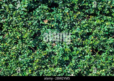 Texture piante di Buxus. Sfondo verde di siepe di Boxwood, sfondo floreale naturale Foto Stock