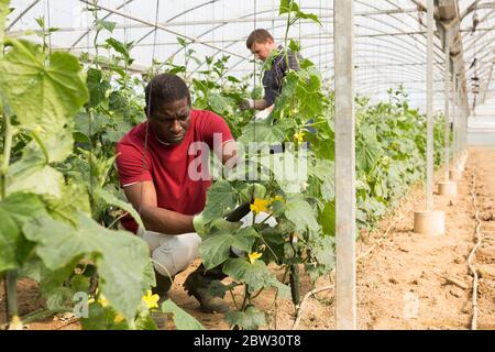Operaio afroamericano che raccoglie cetrioli in serra Foto Stock