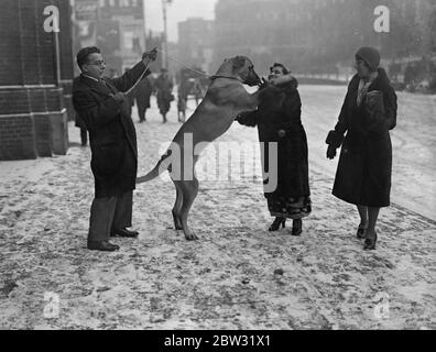 Crufts grande spettacolo di cani apre in tempesta di neve . La Dott e la signora Tarapore e la loro entrata del Grande Dane' hanno portato di Sunnyside' quando sono arrivati nella neve alla Royal Agricultural Hall di Londra, per L' apertura del grande spettacolo di cani Crufts. 10 febbraio 1932 Foto Stock