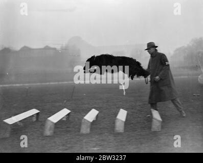 Cani da pastore belgi al Crystal Palace . Per la prima volta i cani da pastore belgi hanno partecipato alla riunione di primavera dei processi di lavoro del gruppo associato Sheep , Police and Army Dog Society al Crystal Palace , Londra . Whirlwind , un cane da pastore belga , che gareggia nelle prove . 22 marzo 1932 Foto Stock