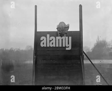 Grandi cani in prova al Palazzo di Cristallo . Campione Ulana di Send , un Grande Dane , che recupera su una recinzione durante le prove del cane al Crystal Palace . Londra . 22 marzo 1932 Foto Stock