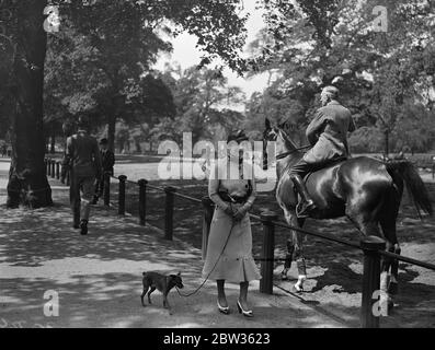 Regina di Norvegia nel Parco . Il Qeen di Norvegia ha approfittato del sole per fare una passeggiata a Hyde Park e guardare i piloti a Rotten Row . La regina Maud di Norvegia accompagnato dal suo cane animale domestico che guarda i cavalieri in fila a Hyde Park . 20 maggio 1933 Foto Stock