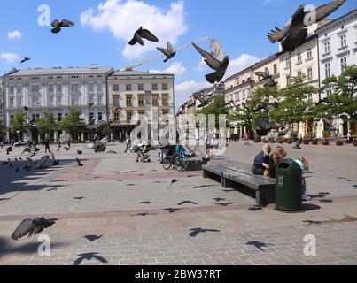 Cracovia. Cracovia. Polonia. Piccioni presso la piazza principale del mercato, centro della Città Vecchia. Foto Stock