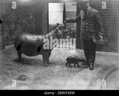 Baby Pigmy ippo fa la prima apparizione allo zoo - nato sei giorni fa . Un ippopotamo pigmoso , nato sei giorni fa allo zoo di Londra a Diana , l'ippopotamo di 35 anni , ha fatto la sua prima apparizione . Il nuovo arrivo è stato chiamato Paddy . Foto spettacoli , il bambino e la madre , il 35 anni di ippopotamo pigmentato , Diana 18 aprile 1934 . 30s, 30s, 1930, 30s, 30ties, 19theed trenties Foto Stock