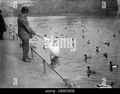 Re dell' isola d' anatra di Londra . Hinton , considerato l' isola d' anatra del Re di Londra a St James Park , Londra , ha appena celebrato trent' anni di lavoro per le centinaia di anatre che hanno la loro casa su un' isola del lago . Hinton vive in una piccola casa su una stretta striscia di terra che si unisce all' isola , in modo che possa essere sempre a portata di mano per occuparsi delle sue accuse . Spettacoli fotografici ; MR Hinton , Re dell'isola d'anatra londinese a St James Park , che alimenta alcune delle sue accuse . 28 aprile 1934 Foto Stock