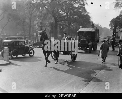 La mascotte dei pony delle guardie di vita ottiene un ascensore in carrello trainato da cavalli attraverso Hyde Park , Londra . 9 ottobre 1934 . Foto Stock