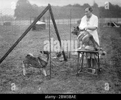 Preparatevi allo spettacolo del Club Kennel al Crystal Palace di Londra . 9 ottobre 1934 . Foto Stock