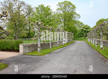 Strada con una fila di alberi impollessati di fronte ad un muro di pietra a secco. Foto Stock