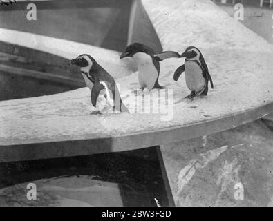 I pinguini dello zoo fanno allegro nel freddo . Spettacoli fotografici ; Pinguini scivolando giù il loro scivolo coperto di neve allo Zoo di Londra . 28 gennaio 1935 Foto Stock