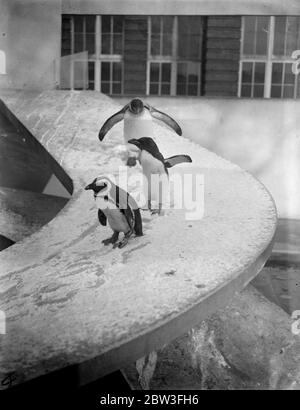 I pinguini dello zoo fanno allegro nel freddo . Spettacoli fotografici ; Pinguini scivolando giù il loro scivolo coperto di neve allo Zoo di Londra . 28 gennaio 1935 Foto Stock