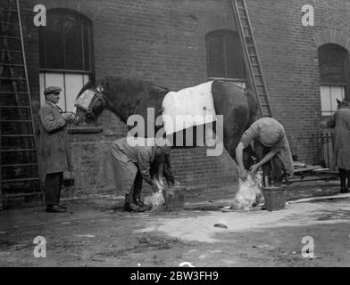 Arrivi per lo spettacolo del Cavallo Shire presso la Royal Agricultural Hall , Islington , Londra . Lavare uno dei cavalli al suo arrivo per lo spettacolo . 29 gennaio 1935 Foto Stock