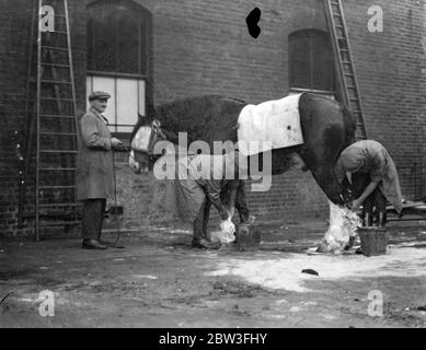 Arrivi per lo spettacolo del Cavallo Shire presso la Royal Agricultural Hall , Islington , Londra . Lavare uno dei cavalli al suo arrivo per lo spettacolo . 29 gennaio 1935 Foto Stock