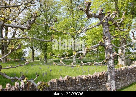 Strada con una fila di alberi impollessati di fronte ad un muro di pietra a secco. Foto Stock