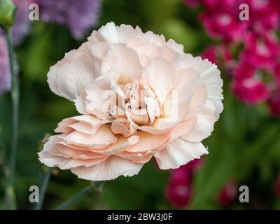 Un primo piano di un singolo fiore rosa pallido della Fiera di Dianthus Widecombe Foto Stock