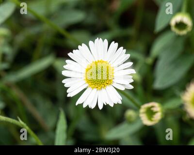 Un primo piano di un singolo fiore daisy come del basso Erigeron karvinskianus in crescita Foto Stock