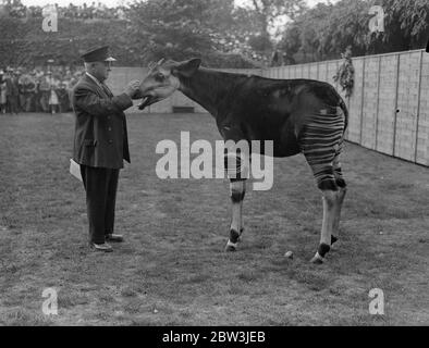 Okapi ora chiamato Conga , fa la prima apparizione pubblica allo Zoo di Londra . 1 agosto 1935 Foto Stock