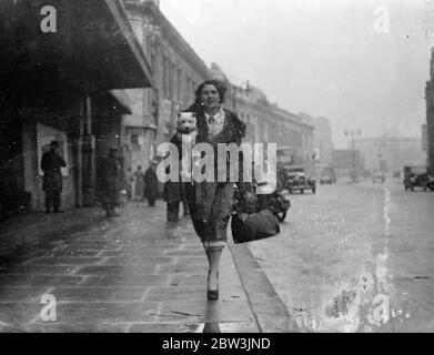 Partecipante scozzese al National Terrier Show . Il National Terrier Club Show è stato inaugurato ad Olympia . La sig.ra Houlton, che arrivava con il suo terrier West Highland. 9 gennaio 1936 Foto Stock