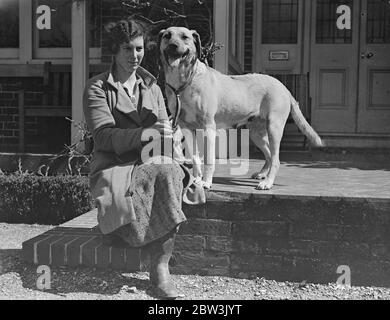 Cani di leone rodesi per lo spettacolo Olimpia . I cani del leone di Rhodesian Ridgeback , una razza rara in Inghilterra , sono in preparazione da Mrs L Hamilton a Sarisbary , Southampton , per il Championship Dog Show della Ladies Kennel Association che si terrà all'Olympia London . Mostre fotografiche , Obele del cercatore di altezza , un cane leone che sarà esposto da Mrs L Hamilton allo spettacolo . 25 aprile 1936 Foto Stock