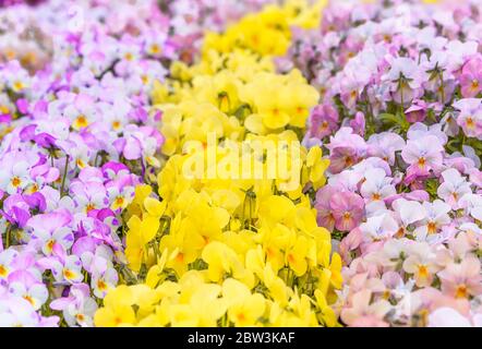Primo piano su fiori di pansy giallo e viola simbolo di felicità e ricordo. Foto Stock