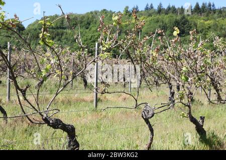 Vitigni coltivati a vigneti di Denbies nelle colline Surrey, Dorking, zona britannica di eccezionale bellezza, maggio ondata di caldo 2020 Foto Stock