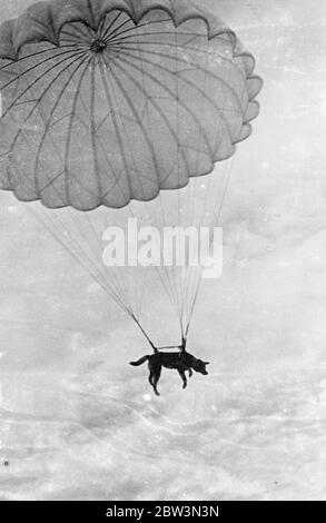 Primo salto paracadute da un cane . Il primo salto paracadute mai fatto da un cane è stato preso da un'alsazione al servizio dell'esercito rosso . Il cane , con speciale imbracatura fissata al suo corpo , galleggiava a terra durante una mostra nel Parco Izmaylovsky , Mosca . I cani di servizio , che sono ampiamente utilizzati dalla pattuglia di confine dell' esercito rosso , sono addestrati a cooperare con i paracadutisti dell' esercito . La copertura sta usando paracadute per far cadere interi eserciti dietro ' linee nemiche ' e l'impiego dei cani darà loro mezzi supplementari di comunicazione per gli animali agiranno come vettori di spedizione. Spettacoli fotografici Foto Stock