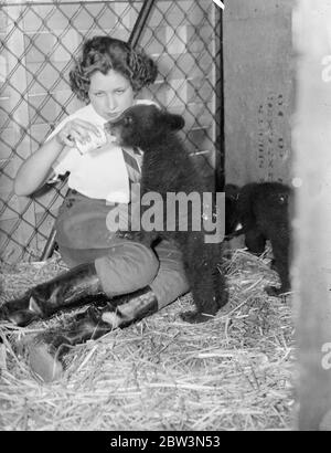 Otto cuccioli di orso di settimana dal Canada per unirsi all'angolo degli animali dello zoo. Regalo di Toronto , allevato sul latte . Due piccoli cuccioli di orso nero che hanno viaggiato tutto il tragitto dal Canada sono appena arrivati allo Zoo di Londra e sono ora installati nell'angolo degli Animali domestici . Otto settimane , sono stati presentati dallo Zoo di Toronto e sono già stati battezzati Peter e Paul . I cuccioli sono sotto la cura di Miss Beryl Hudson , una delle assistenti di ragazza al angolo degli Animali , e riceve una razione quotidiana di latte . Foto spettacoli , uno dei cuccioli di orso che si mette su una zampa avida come sqauts sul giro di Miss Beryl Hudson Foto Stock