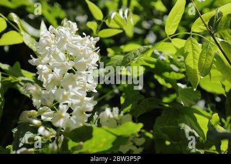 Fiori bianchi di Wisteria floribunda F. alba anche chiamato bianco giapponese Wisteria Foto Stock