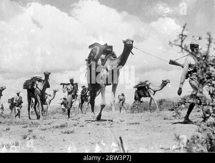 Come italiani si avvicinarono ad Addis Abeba . Costruttori di strada carve autostrada per le truppe . Queste immagini , appena ricevute a Londra , mostrano agli italiani che completano il loro avanzamento ad Addis Abeba , capitale abissiniana . Guidati dallo stesso maresciallo Badoglio , le forze italiane entrarono in città per trovarla nelle mani di assassini e saccheggiatori . Foto , cammelli guidati da truppe native che portano armi italiane verso Addis Abeba . 8 maggio 1936 Foto Stock