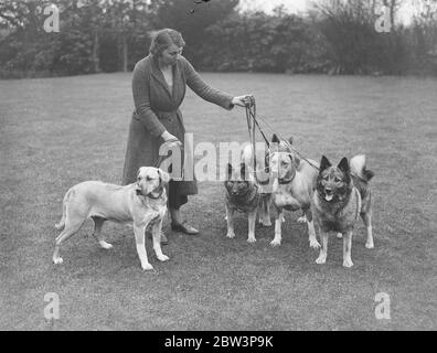 Elkhounds e cani di leone per Olympia . I cani da leone Elkhounds e Rhodesian Ridgeback sono in preparazione da parte della signora Hamilton a Sarisbury , Southampton , per la mostra di cani da campionato dell'associazione di canile che aprirà all'Olimpia London , martedì . Spettacoli fotografici , Elkhounds e cani di leoni (colore chiaro) a Sarisbury . 27 aprile 1936 Foto Stock