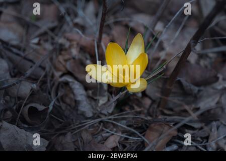 Primo piano di un singolo fiore di crocus giallo con sfondo intenzionalmente sfocato Foto Stock