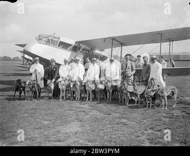 I levrieri inviati per la prima volta alle gare in aereo . Per correre a Manchester 12 anniversario per la prima volta i levrieri sono andati in aereo ad una pista di gara quando un certo numero di cani ha lasciato l'Aerodromo di Hafield a bordo di De Havilland DH 89 Dragon Rapide , per correre nel dodicesimo anniversario di riunione a Belle Vue , Manchester , stasera ( sabato ) . Venti levrieri , alcuni dei quali hanno corso alla riunione di apertura della Belle Vue 12 anni fa , sono partiti in tre macchine . Foto mostra , i levrieri prima che lasciassero Hatfield per Manchester . 25 luglio 1936 Foto Stock