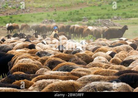 Türkei, Provinz Bingöl, Schafherde von Nomenten vom Stamm der Beritan auf einer Hochweide in den Serafettin-Bergen östlich des Provinzstädchen K. Foto Stock
