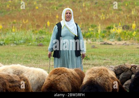 Türkei, Bingöl, Provinz östlich, Frau vom Stamm der Beritan-Nomaden mit Schafherde auf einer Hochweide in den Serafettin-Bergen Provinzstädc des Foto Stock