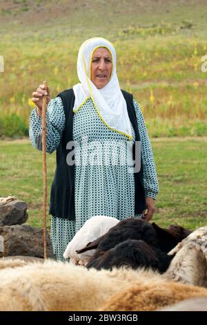 Türkei, Bingöl, Provinz östlich, Frau vom Stamm der Beritan-Nomaden mit Schafherde auf einer Hochweide in den Serafettin-Bergen Provinzstädc des Foto Stock