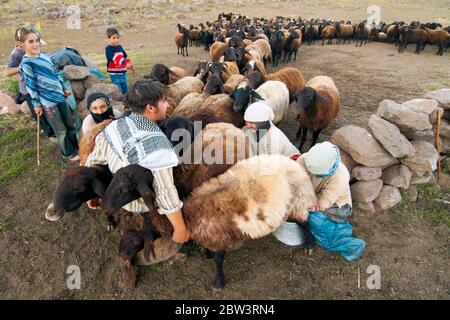 Türkei, Provinz Bingöl, Frauen vom Stamm der Beritan-Nomaden melken Schafe auf einer Hochweide in den Serafettin-Bergen östlich des Provinzstäd Foto Stock