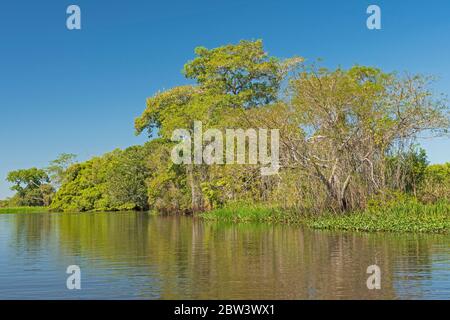 Pantanal Riverside Habitat al sole nel Parco Nazionale Pantanal in Brasile Foto Stock