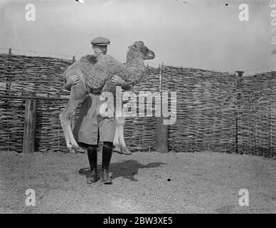 Lo zoo di Whipsnade è lieto della nascita del suo primo cammello, Hallelujah. Il bambino, che è nato a Fattama, ha due gobbi. I genitori sono stati portati dallo zoo del Marocco lo scorso settembre. Foto: Hallelujah è stato nutrito dal suo guardiano, a Whipsnade. 31 marzo 1937 Foto Stock