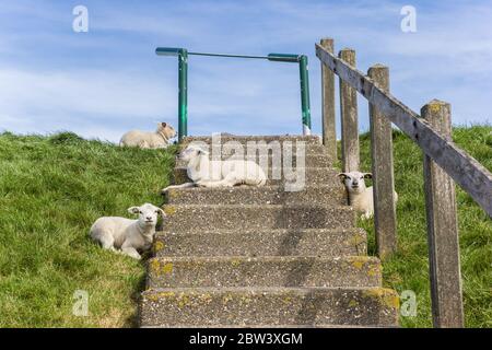Lamds rilassarsi sulle scale di una diga a Friesland, Paesi Bassi Foto Stock