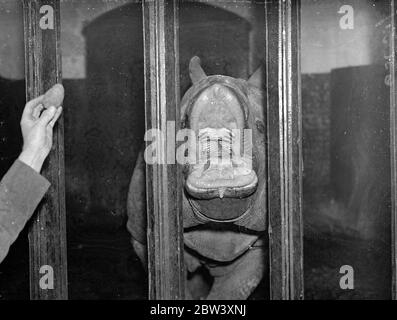 Spettacoli fotografici: Felix, il rinoceronte allo Zoo di Londra, si apre in modo ampio a beneficio dei visitatori che potrebbero piacere mettere qualcosa di gustoso nelle sue mandibole capienti. 3 aprile 1937 Foto Stock