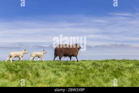 Pecora nera e due agnelli bianchi sopra una diga in Frisia, Paesi Bassi Foto Stock